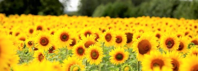 Auringonkukkapelto.
