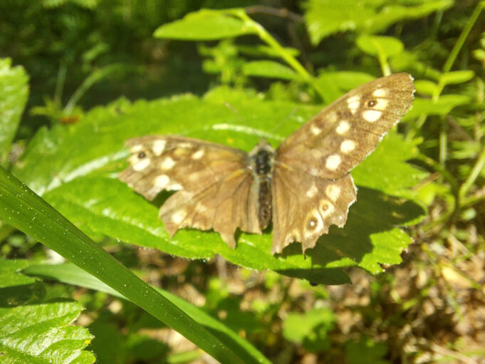 Kuvassa vihreitä kasveja, joiden lehdellä ruskea perhonen.